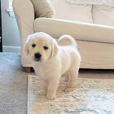 Ready now $1000 call 256.523.2005. Golden Retriever Puppies Available And Ready For Adoption Home Facebook