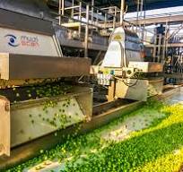 Olive application - Multiscan Technologies