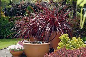 Drought tolerant flowers for pots. Plants For A Wow Worthy Container Finegardening