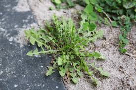 Recipe from florida's incredible wild edibles by richard j. Wild Plant Identification Foraging For Edible Weeds Countryside