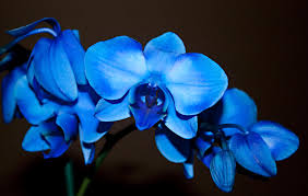 Fastest, best price and best quality. A Stem Of Beautiful Blue Orchids Photograph By Sherry Hallemeier