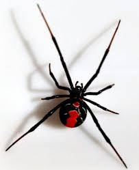 Black widow spiders are arachnids that are known for the females' unique appearance and tendency to eat their mates. I Love This Photo For Its Simplistic Detail Of The Red Back Spider The Beautiful Red Color Is The Most Intriguing Spider Tattoo Spider 3d Spider Tattoo