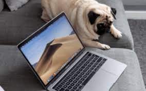 Maybe you would like to learn more about one of these? Dog Waste Removal Service Omaha Ne Home Page Super Scooper