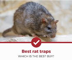 If it does, you would successfully drive rats out of your home. Top 5 Best Rat Traps To Buy 2021 Review Pest Strategies