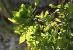 Image result for Myrica pilulifera