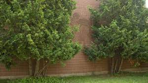 It is undoubtedly the conifer mostly used in the making of high and dense hedges. Eastern White Cedar Confederation College