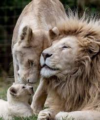 Pin By Aritempio On Exquisite Beautiful Big Cats Animals Majestic Animals Animals Beautiful