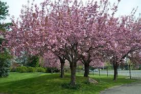 Kings park and botanical garden in perth is home to a number of cherry trees, as well as perth's annual cherry blossom festival. Cherry Kanzan Or Prunus Kanzan Ornamental Trees Australia Ornamental Cherry Ornamental Trees Prunus