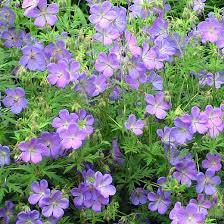 Une plante de la famille des géraniacées. Geranium Vivace Johnson S Blue Un Couvre Sol A Fleurs Bleues