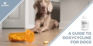 antibiotics 101 a guide to doxycycline for dogs certapet