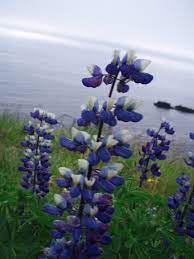 Perennial lupines flower during their first or second year of growth and will produce blooms from late spring to summer each year. Lupinus Nootkatensis Wikipedia