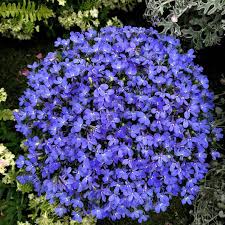 Image result for Lobelia rubescens