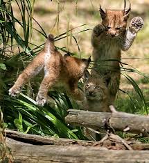 Bobcat Kittens At Play Via Pixprod Bobcat Kitten Cats Lucky Dogs