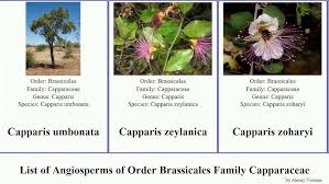 Image result for Cadaba kirkii