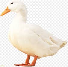 These ducks were imported to north america in the early 1870s, and since then, they proved to be the most successful variety of. Egg Cartoon Png Download 1600 1554 Free Transparent American Pekin Png Download Cleanpng Kisspng