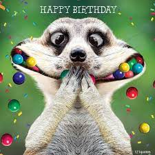 See more ideas about funny happy birthday pictures, happy birthday pictures, funny happy birthday. Funny Pictures For Happy Birthday Novocom Top