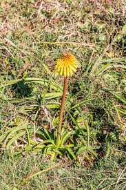 Image result for Cycnium tubulosum