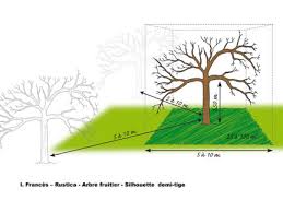 Comment Installer Un Arbre Fruitier Demi Tige Au Verger