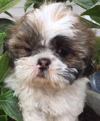 Advice from breed experts to make a safe choice. Shih Tzu For Sale Virginia