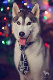 Demikian pula, tanaman yang ada di sekitarnya. 50 Ide Husky Mix Terbaik Anjing Anjing Husky Hewan