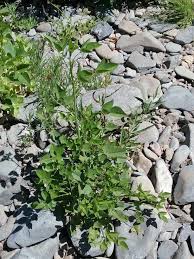 Image result for Lessertia macrostachya