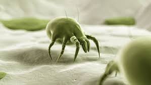 Image result for Dust mite