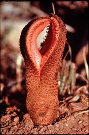 Image result for Hydnoraceae