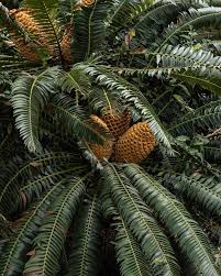 Image result for Zamiaceae