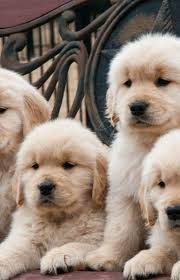 Golden Retrievers Have Long And Wavy Hair As They Grow Up In 2020 Puppy Finder Cute Dogs Cute Animals
