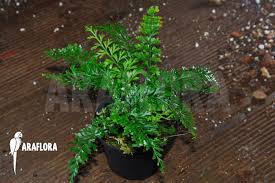 Image result for Polystichum
