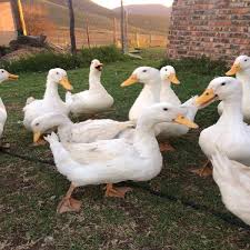 We did not find results for: Pekin Ducks Ads August Clasf