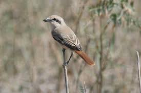 Image result for Isachne buettneri