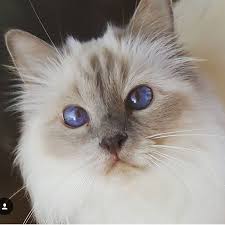 Birman Kittens For Sale Near Me Pin By Gulay Ozsoy On Birman Cats And Kittens Cat Adoption Kitten Adoption Birman Kittens