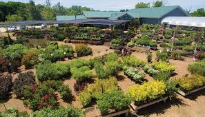 We did not find results for: Locally Grown Landscape Plants Johnson S Gardens Cedarburg Wi