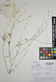 Image result for Schwenckia