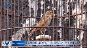 Pancingan suara burung branjangan apung titimplik yang bisa bikin plong langsung jamin nyaut mp3 duration 30:02 size 68.74 mb / vans hobby official 5. Kicau Merdu Nogo Branjangan Java Asli Jawa Youtube