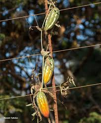 Image result for Coccinia sessilifolia