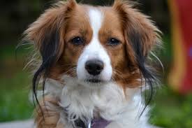 .een kooikerhondje, dit is een oorspronkelijk nederlands, sinds 1966 officieel erkend hondenras. Zuchter Kooikerhondje Liebhaber Zuchtverein E V