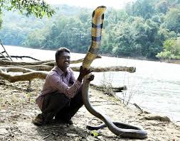 Garena free fire has more than 450 million registered users which makes it one of the most popular mobile battle royale games. Vava Suresh The Snake Man Of India Sanskriti