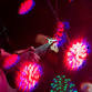 The Brown Liquor Band