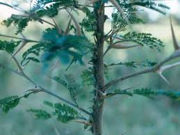 Image result for Acacia cornigera