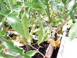 Image result for tomato seedling xanthomonas vesicatoria