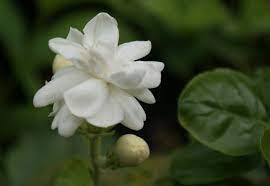 Pin On Gardening