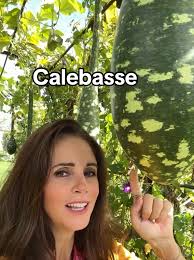 La calebasse est une plante potagère dont les grands fruits sont  transformés en instrument de musique, bol, 🪇!, Tu en veux dans ton jardin  ? C’est possible …. , Dans le beau potager d’Hervé et Hugo de ...