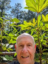 Burgundy okra plant description and facts