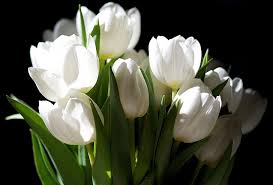 We did not find results for: Bunga Tulip Putih Bunga Latar Belakang Gelap Buket Tulip Putih Wallpaper Hd Wallpaperbetter