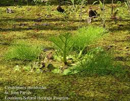 Image result for Ceratopteris