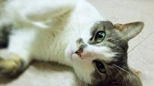 It was chartered by the commonwealth of pennsylvania on march 21, 1859, but its opening was delayed by the civil war until july 1, 1874. Pets Of The Week Swiss And Bean Are The Missing Ingredients In Your Life