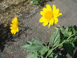 Image result for Verbesina encelioides