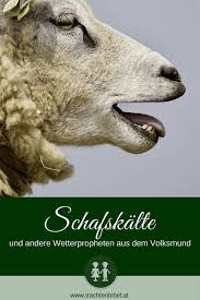 Juni herum noch einmal einen kälteeinbruch bringen soll. Von Der Schafskalte Zu Den Hundstagen Trachtenbibel Hunde Tag Schafskalte Schafe
